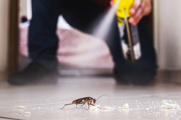 Best Termite Control Services  in Gainesville, FL