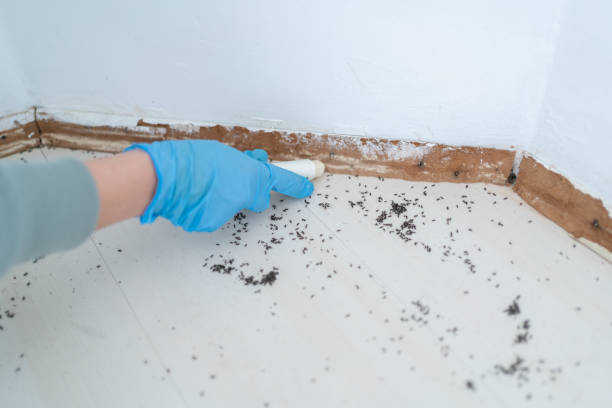 Best Mosquito Control Services  in Gainesville, FL